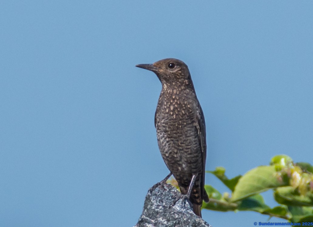 Blaumerle - ML644631856