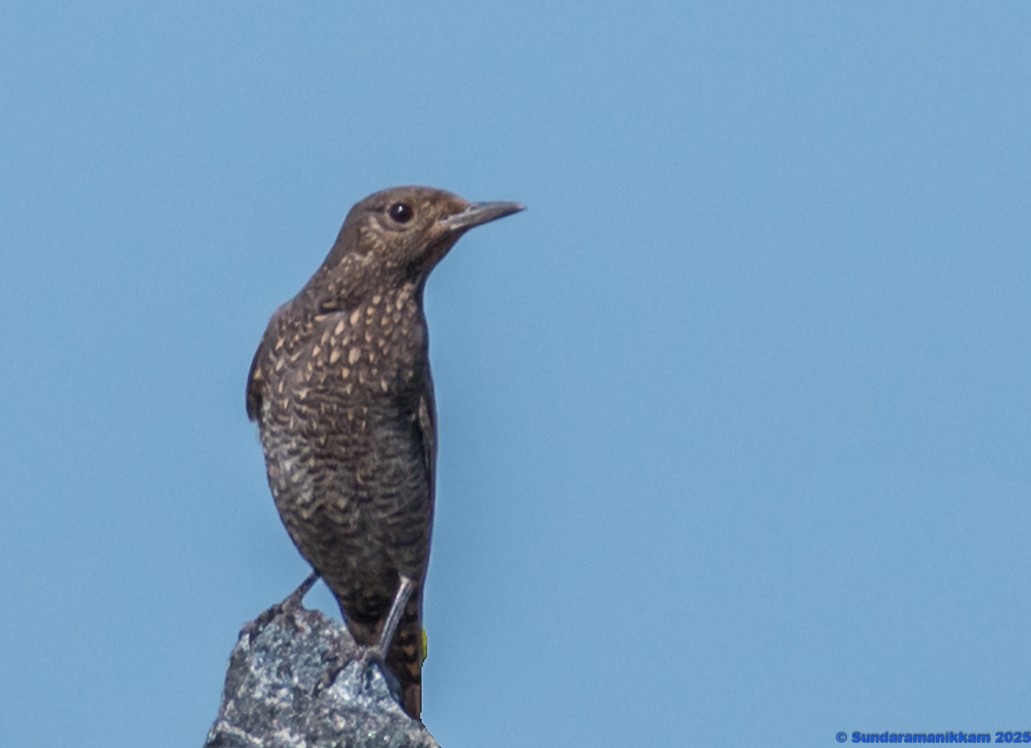 Blaumerle - ML644631857