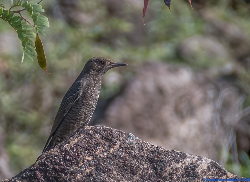 Blaumerle - ML644631858