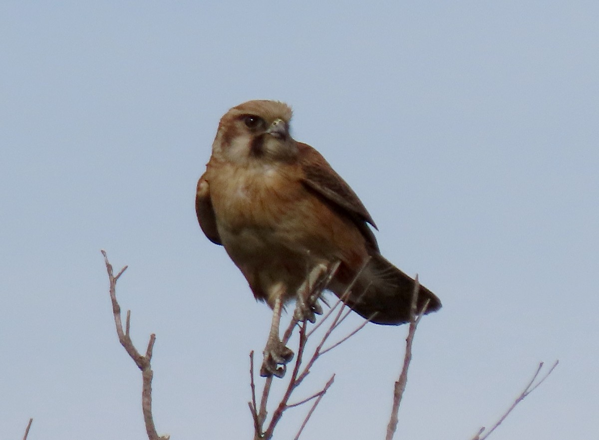 チャイロハヤブサ - ML644631859