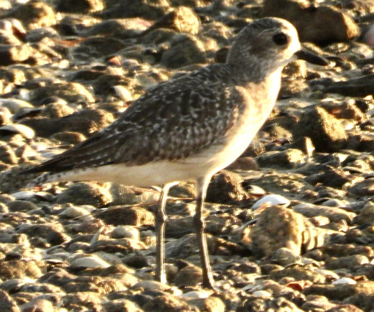 Буурал сүвээ цагаан - ML644631861