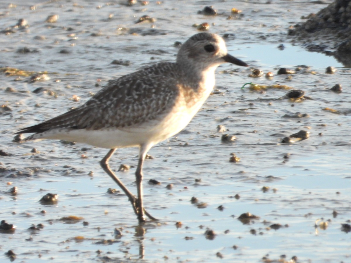 Буурал сүвээ цагаан - ML644631862