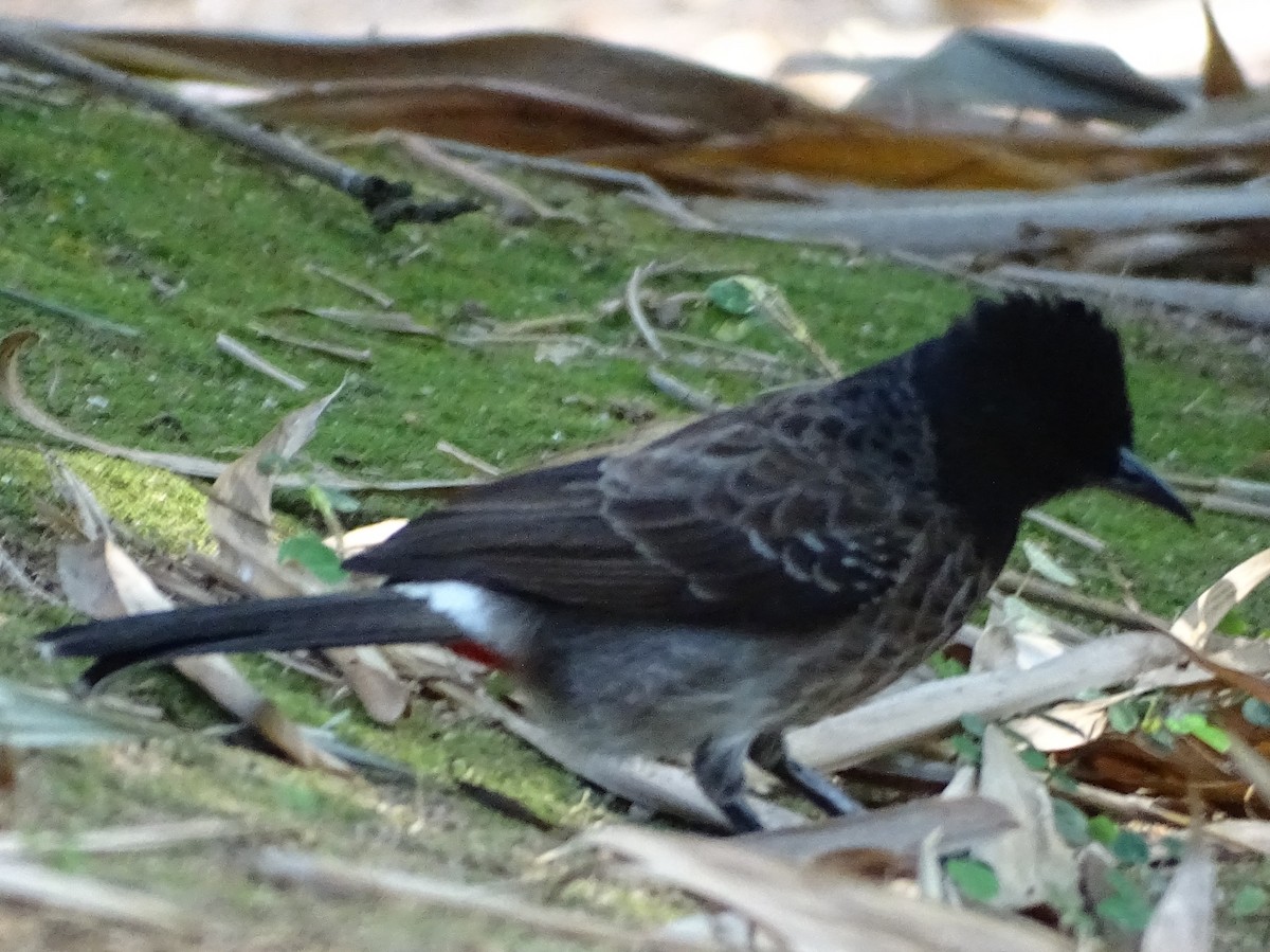 בולבול אדום-שת - ML644631877
