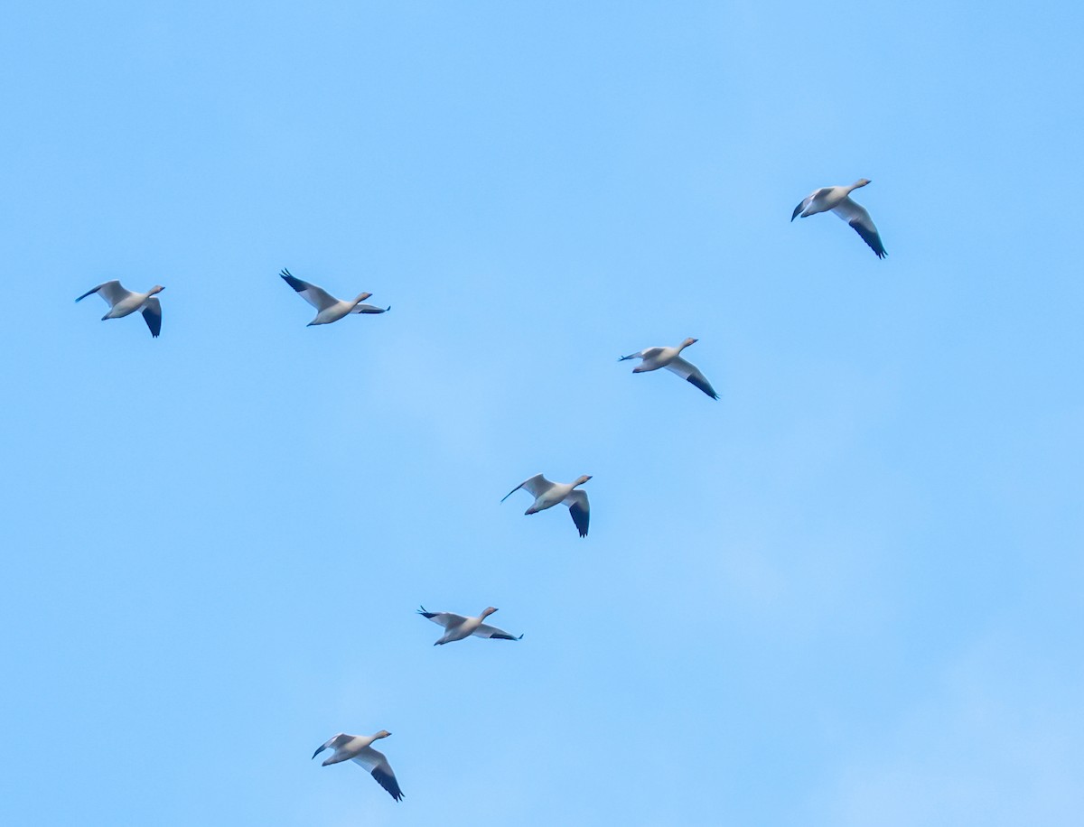 Oie des neiges - ML644631884