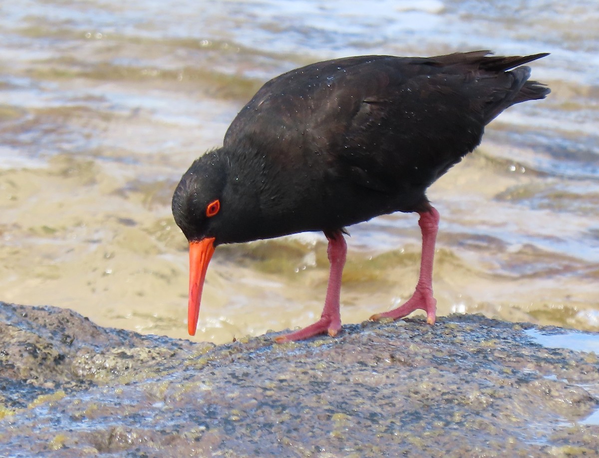 オーストラリアクロミヤコドリ - ML644631886