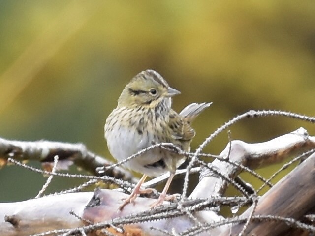 strnadec pruhohlavý - ML644631888