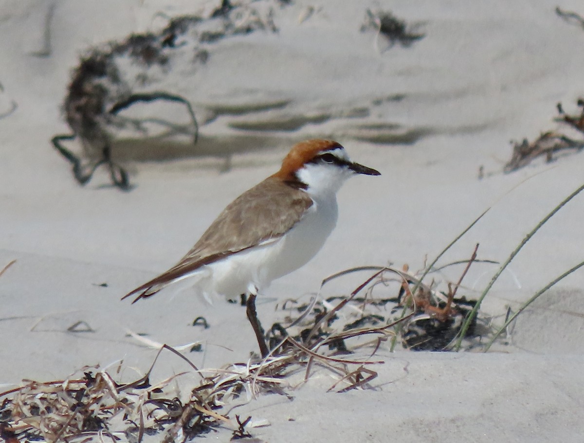 Chorlitejo Capirrojo - ML644631896