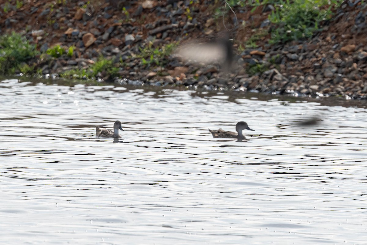 ハイイロコガモ - ML644631910