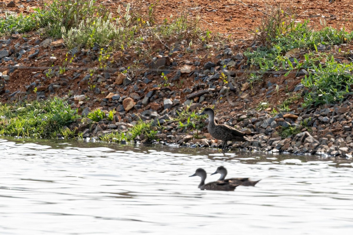 ハイイロコガモ - ML644631911