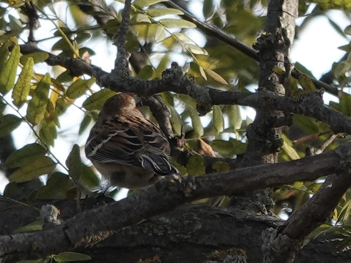 ムナフヒメドリ - ML644631920