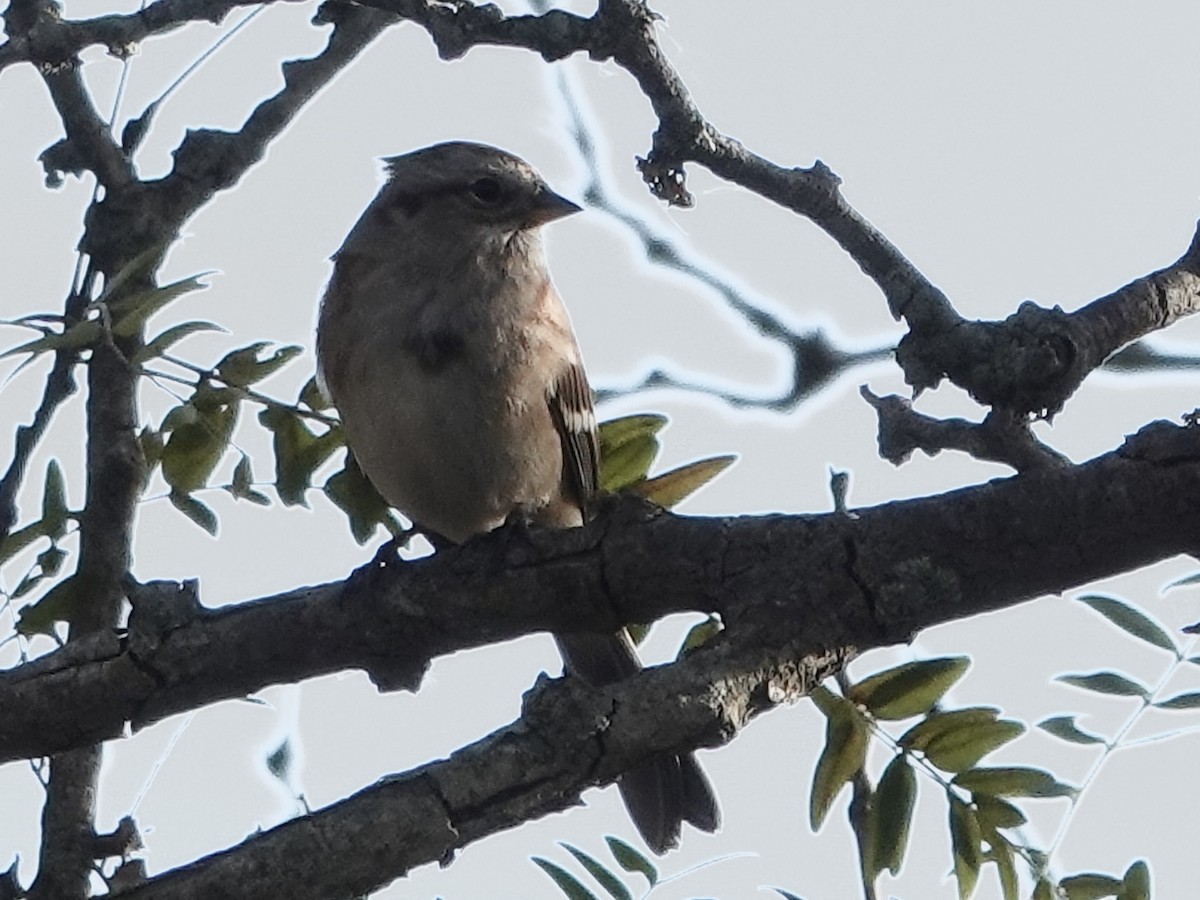 ムナフヒメドリ - ML644631921