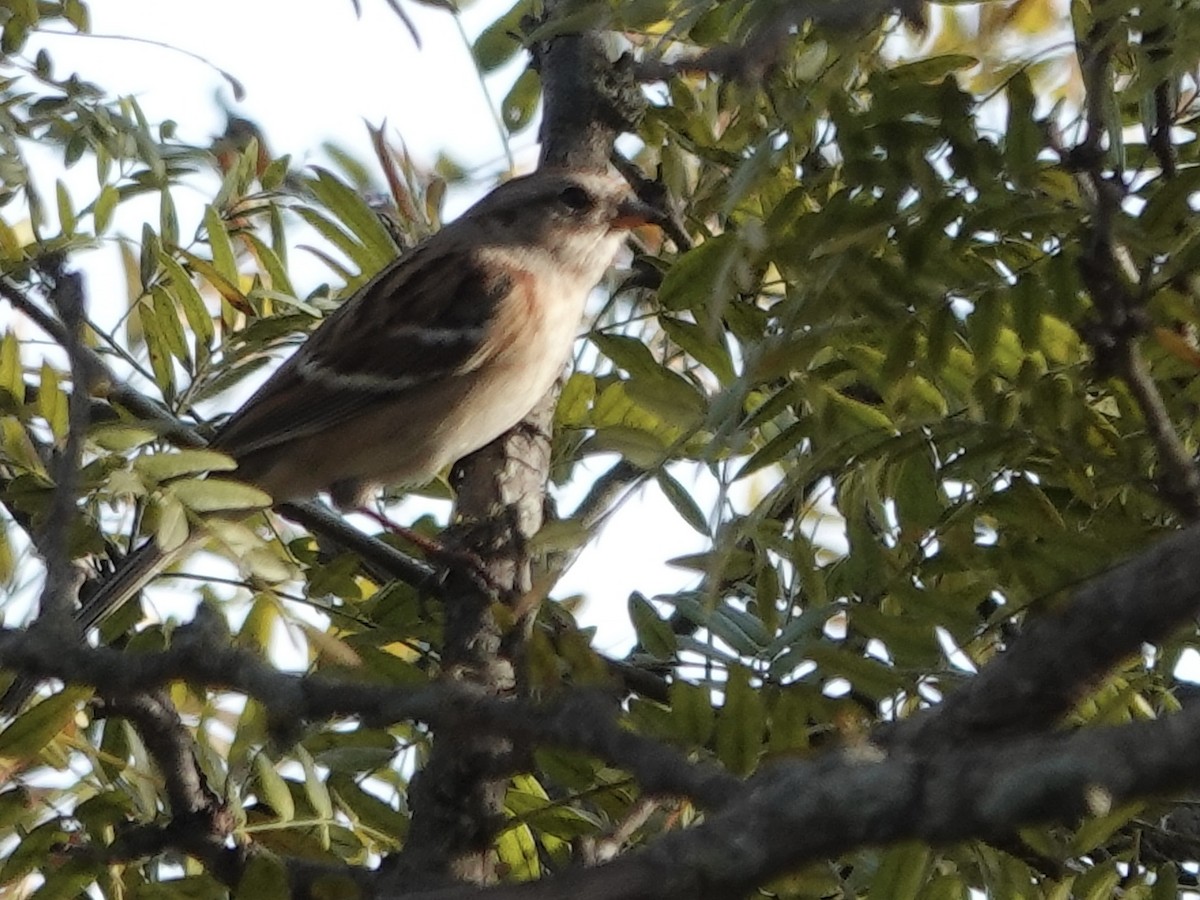 ムナフヒメドリ - ML644631922