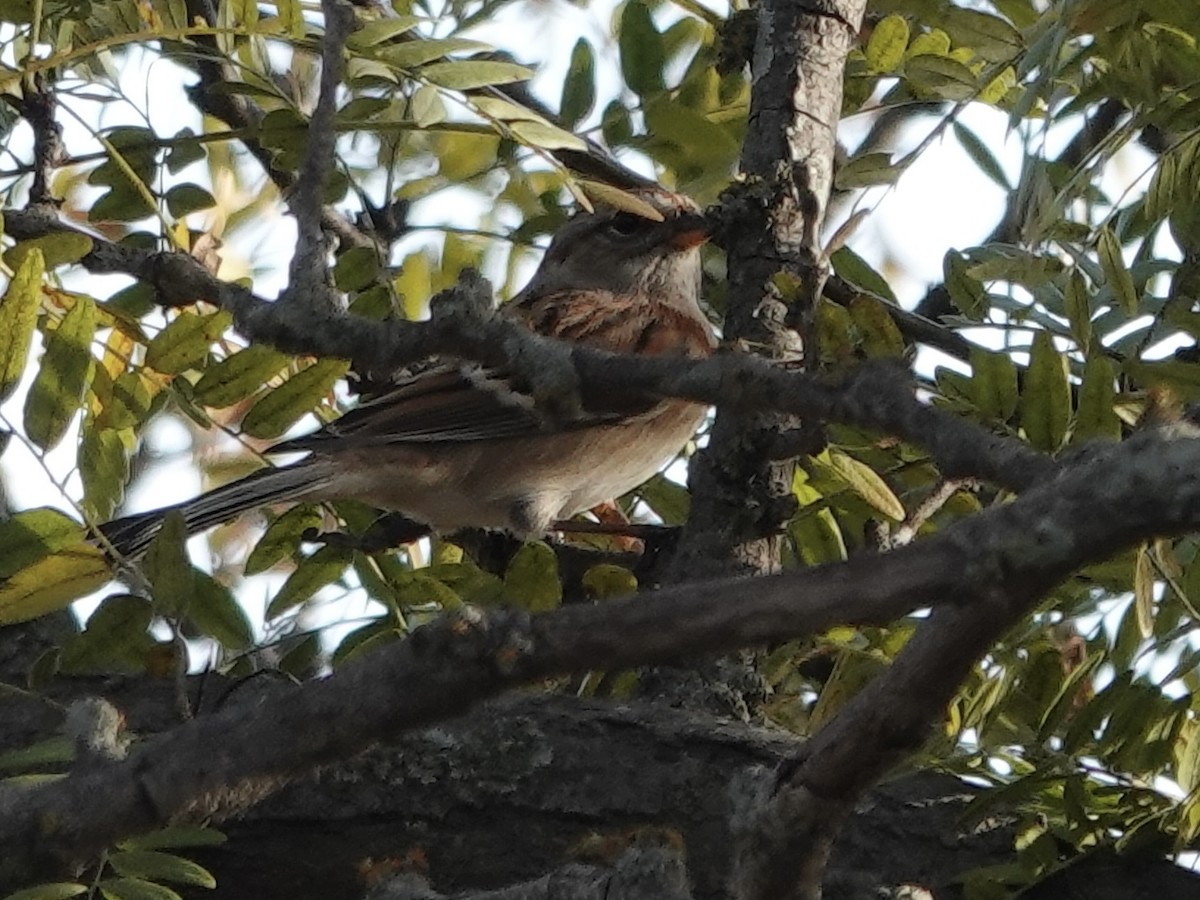 ムナフヒメドリ - ML644631923