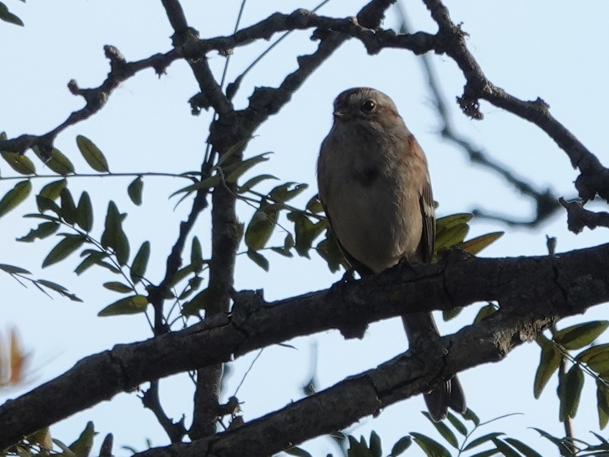 ムナフヒメドリ - ML644631924