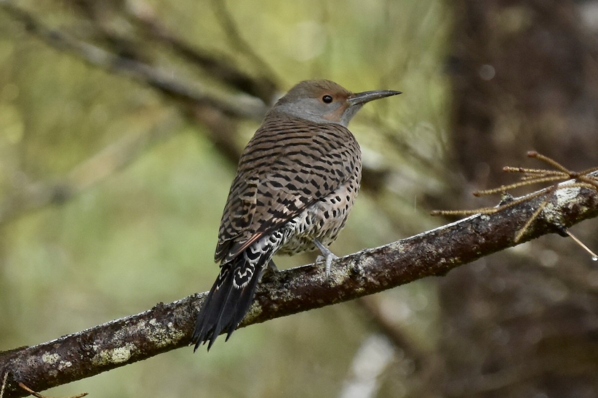 Northern Flicker - ML644631925