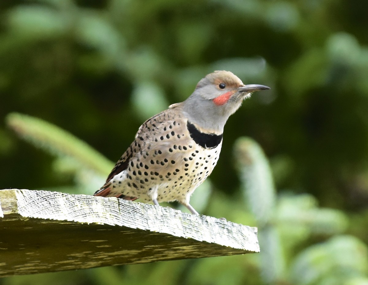 Northern Flicker - ML644631926