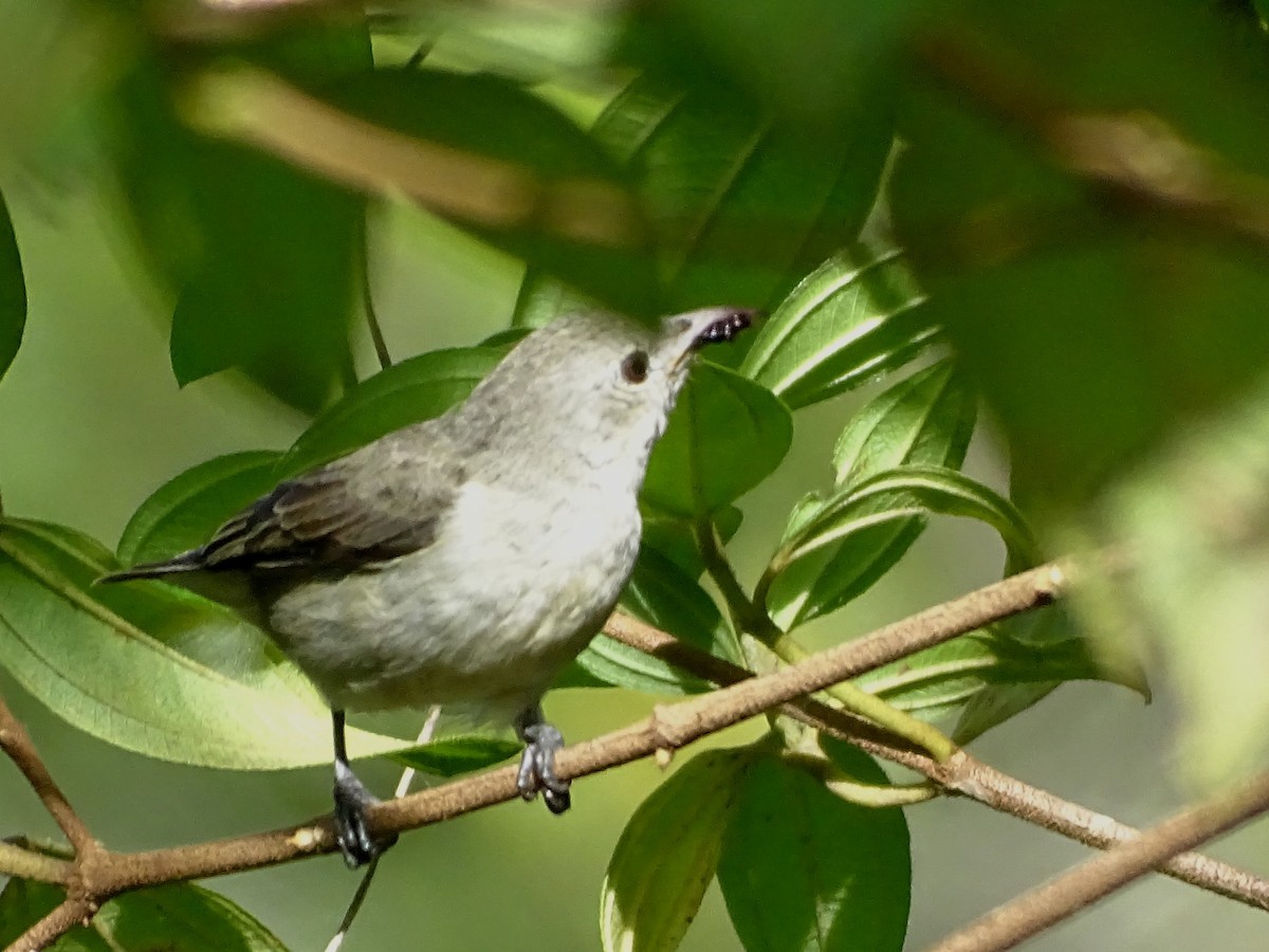 Dicée à bec rouge - ML644631932