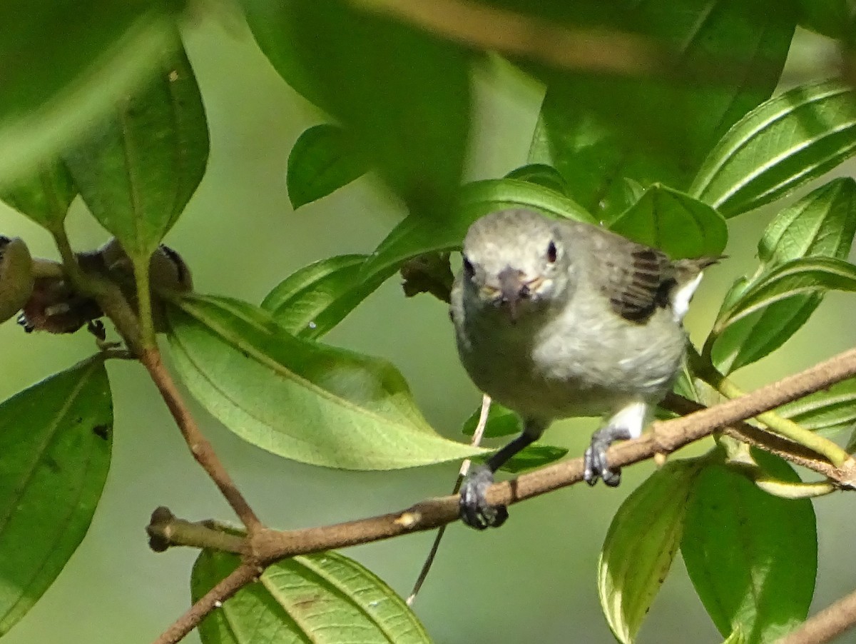 Dicée à bec rouge - ML644631933