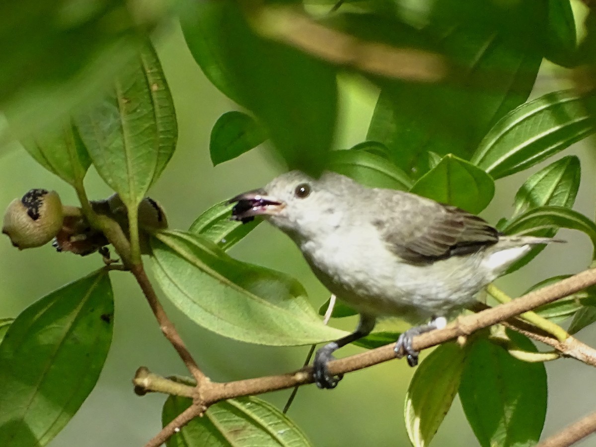 Dicée à bec rouge - ML644631934