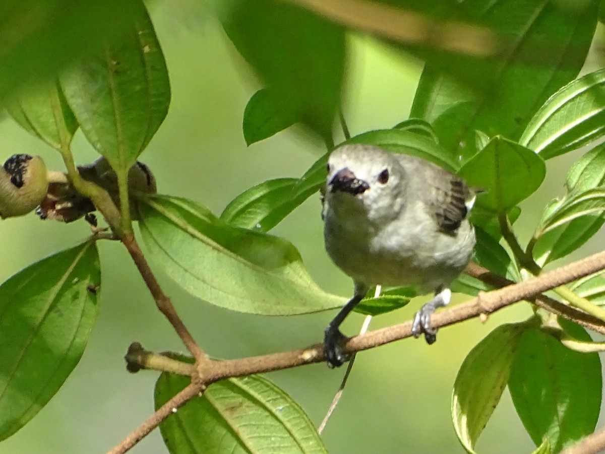 Dicée à bec rouge - ML644631935