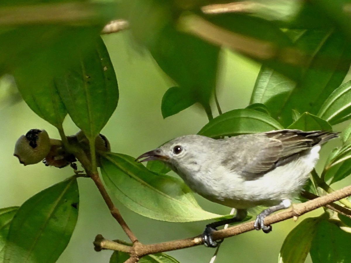 Dicée à bec rouge - ML644631936