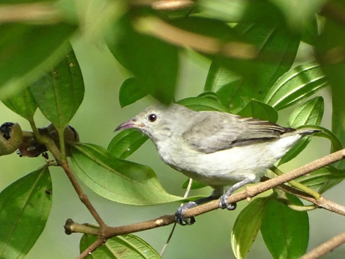 Dicée à bec rouge - ML644631937
