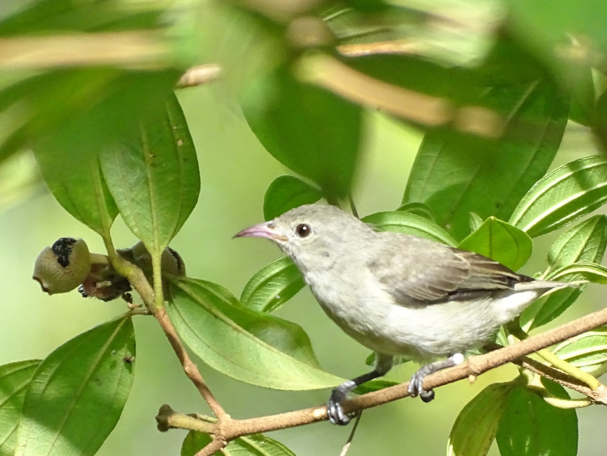Dicée à bec rouge - ML644631938