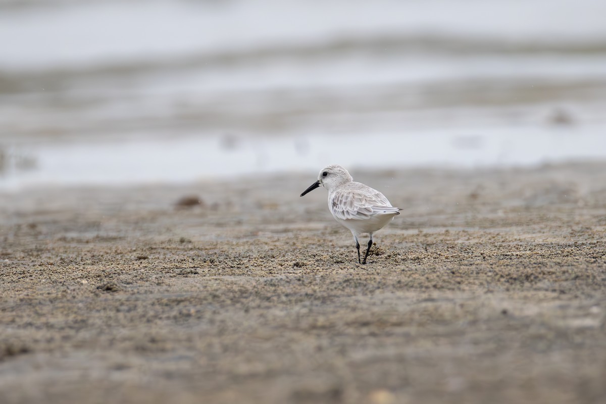 Sanderling - ML644631943