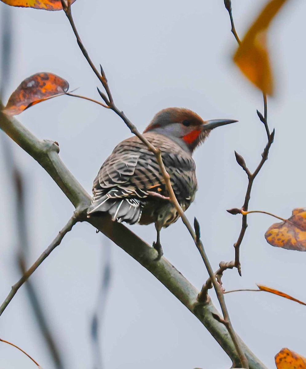 Northern Flicker - ML644631953