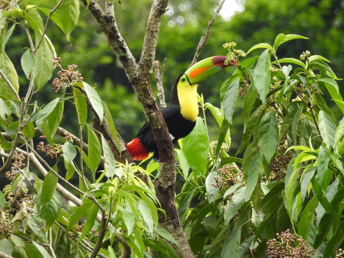 Tucán Piquiverde - ML644631955