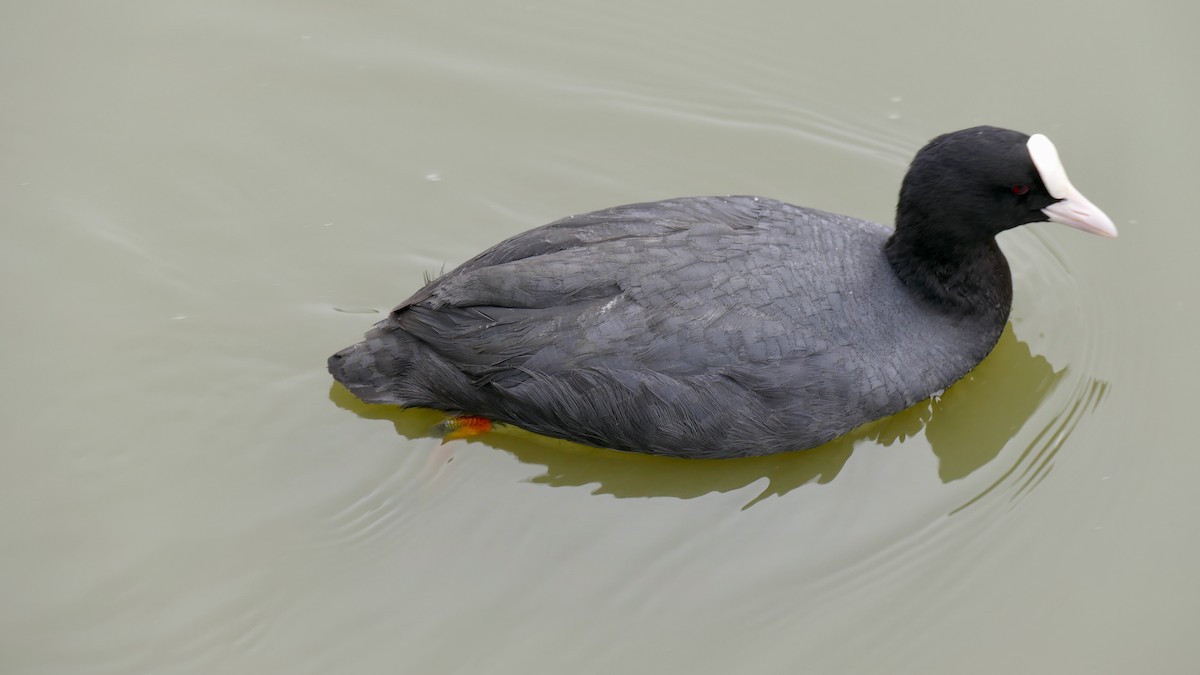 Eurasian Coot - ML644631960