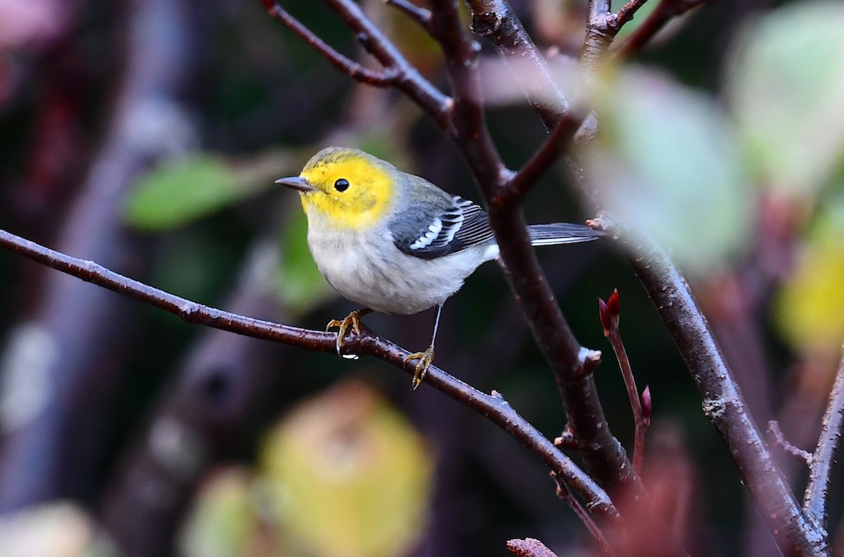 Paruline à tête jaune - ML644631962