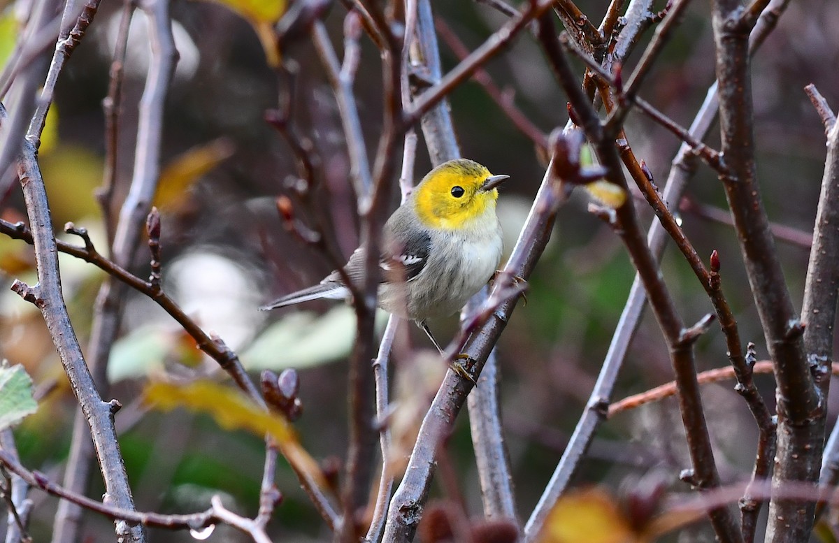 Paruline à tête jaune - ML644631963