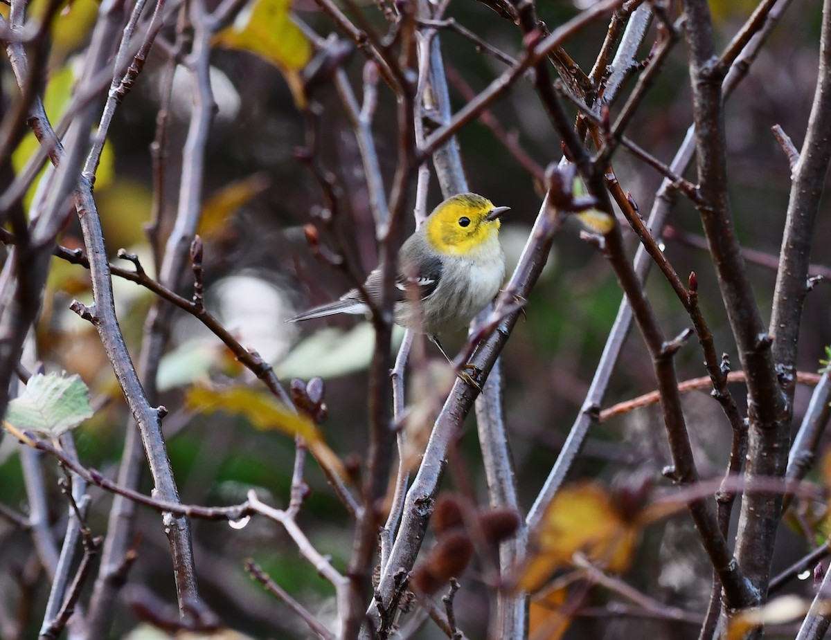 Paruline à tête jaune - ML644631964
