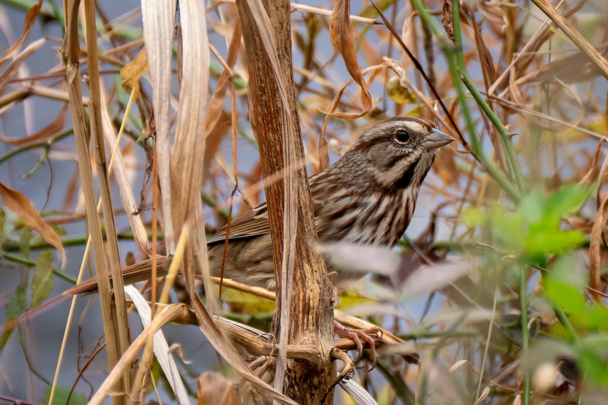 Пасовка співоча - ML644631966