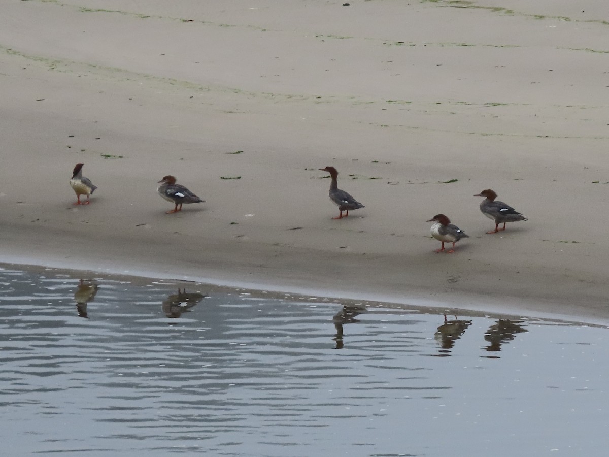 Grand Harle - ML644631972