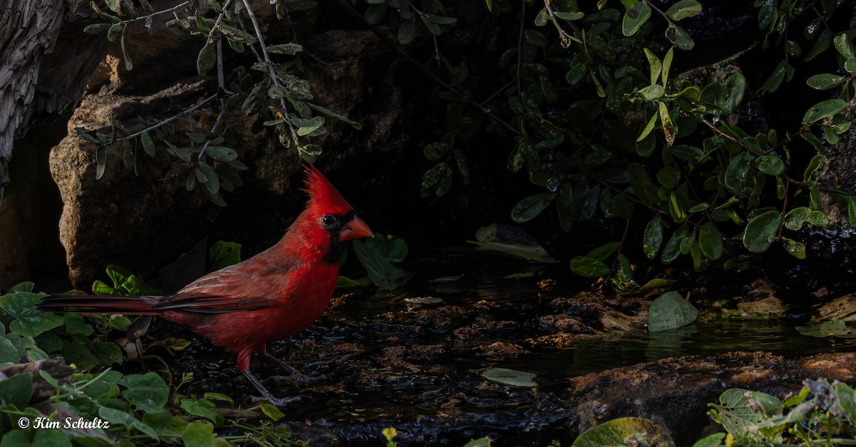 Kardinal arrunta - ML644631973