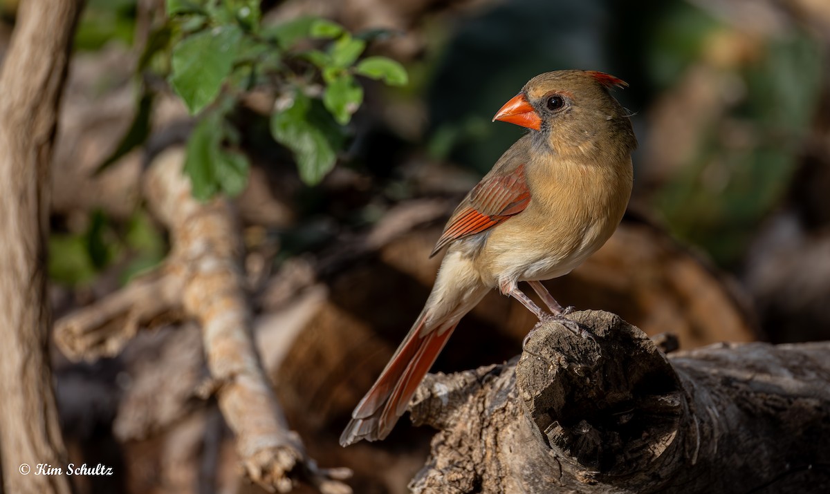 Kardinal arrunta - ML644631975