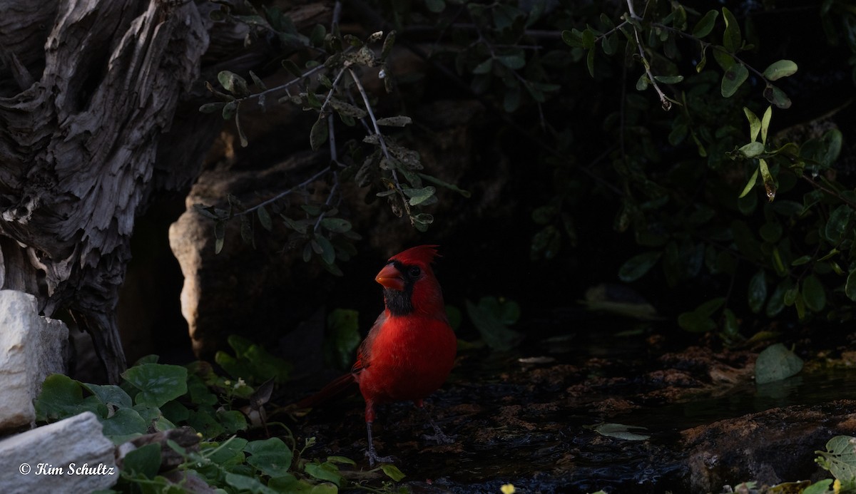 Kardinal arrunta - ML644631976