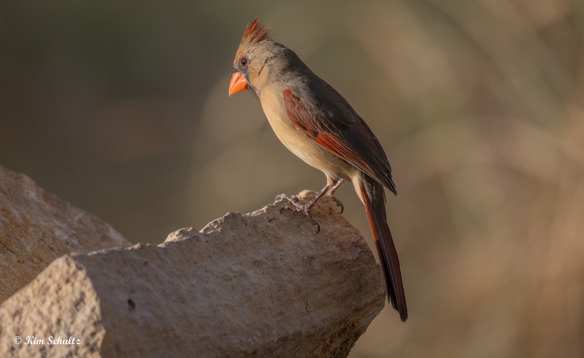 Kardinal arrunta - ML644631977