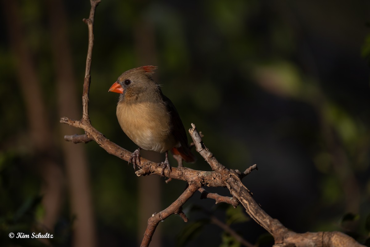 Kardinal arrunta - ML644631978