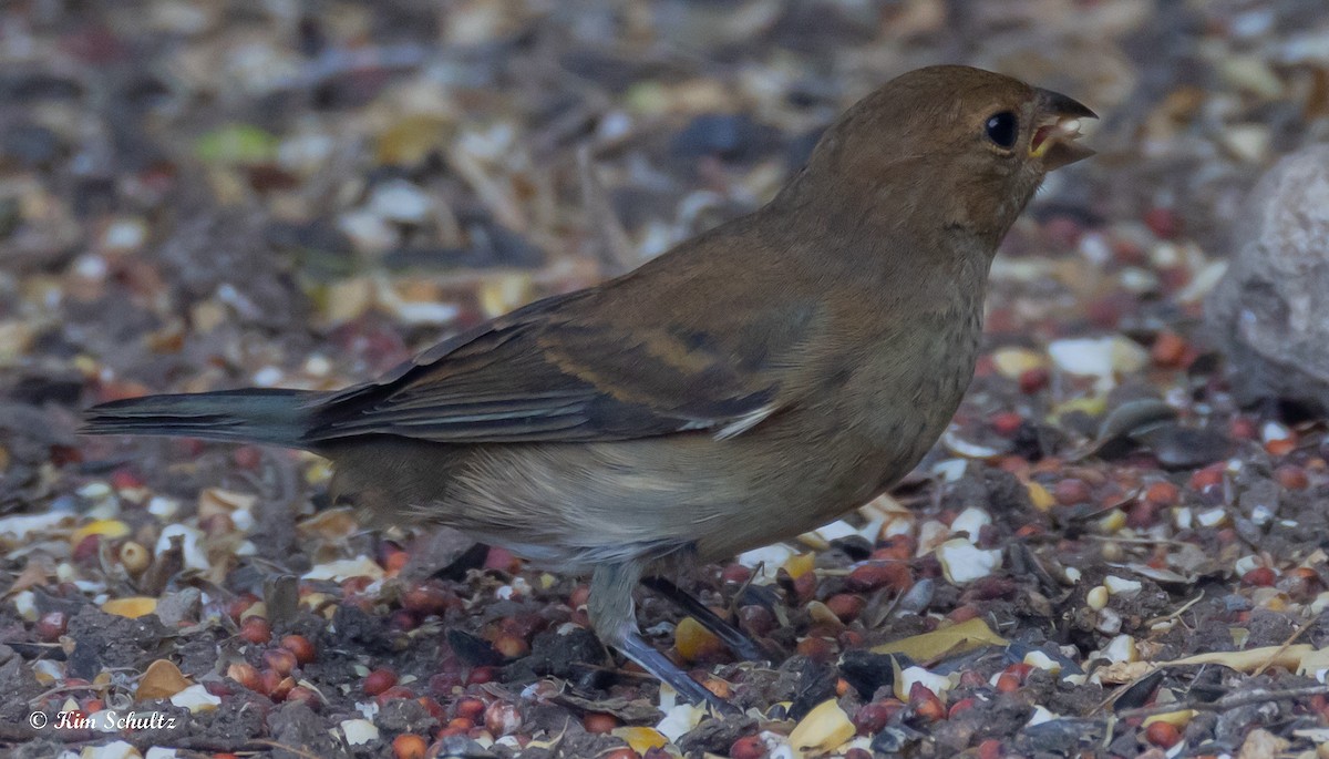 Индиговый колорин - ML644631982