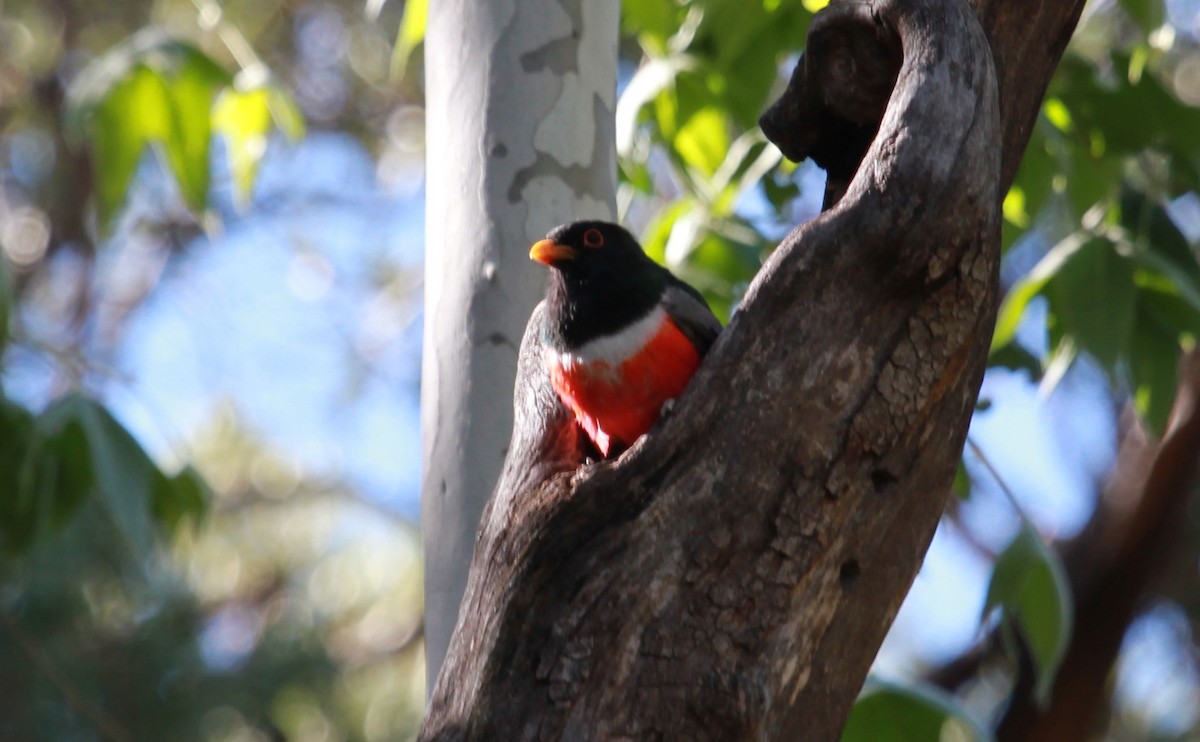 Coppery-tailed Trogon - ML644631984