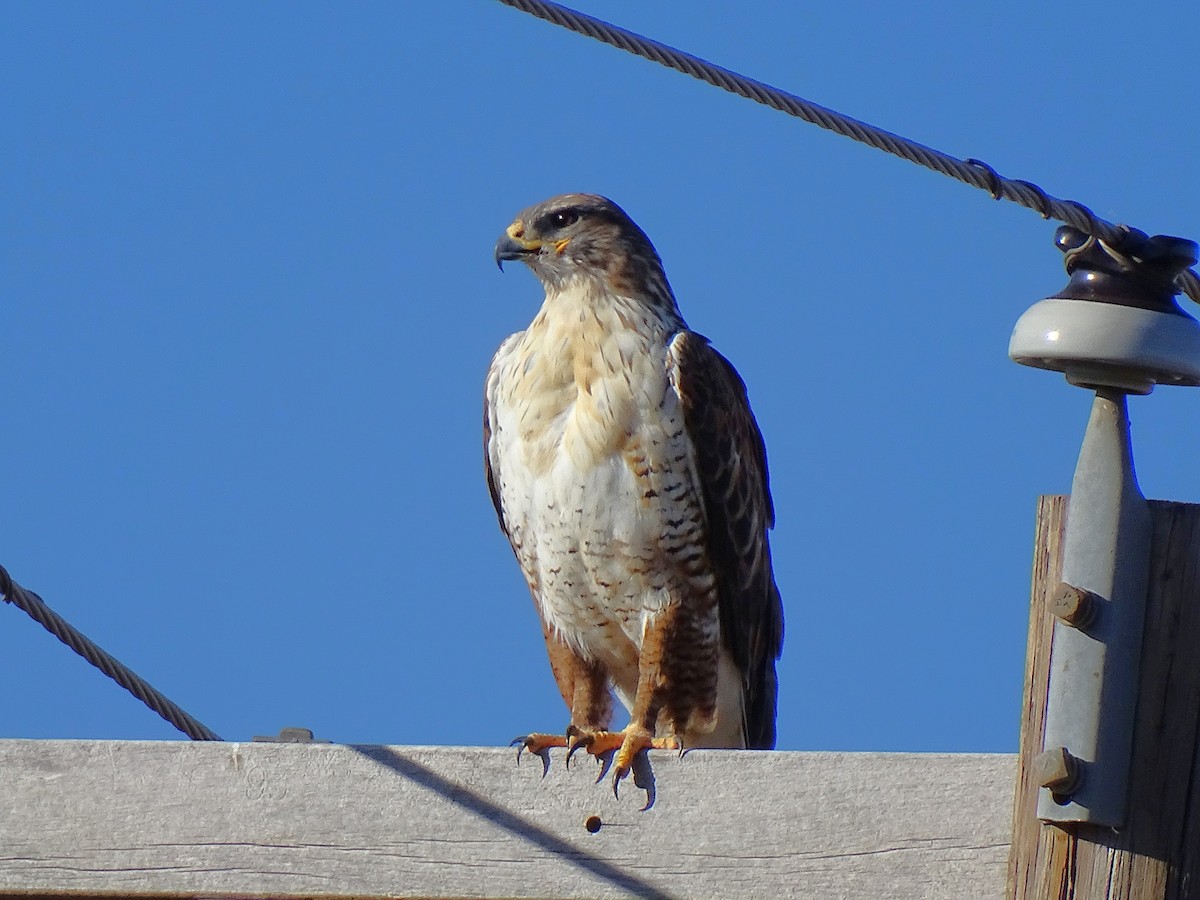 Ferruginous Hawk - ML644631987