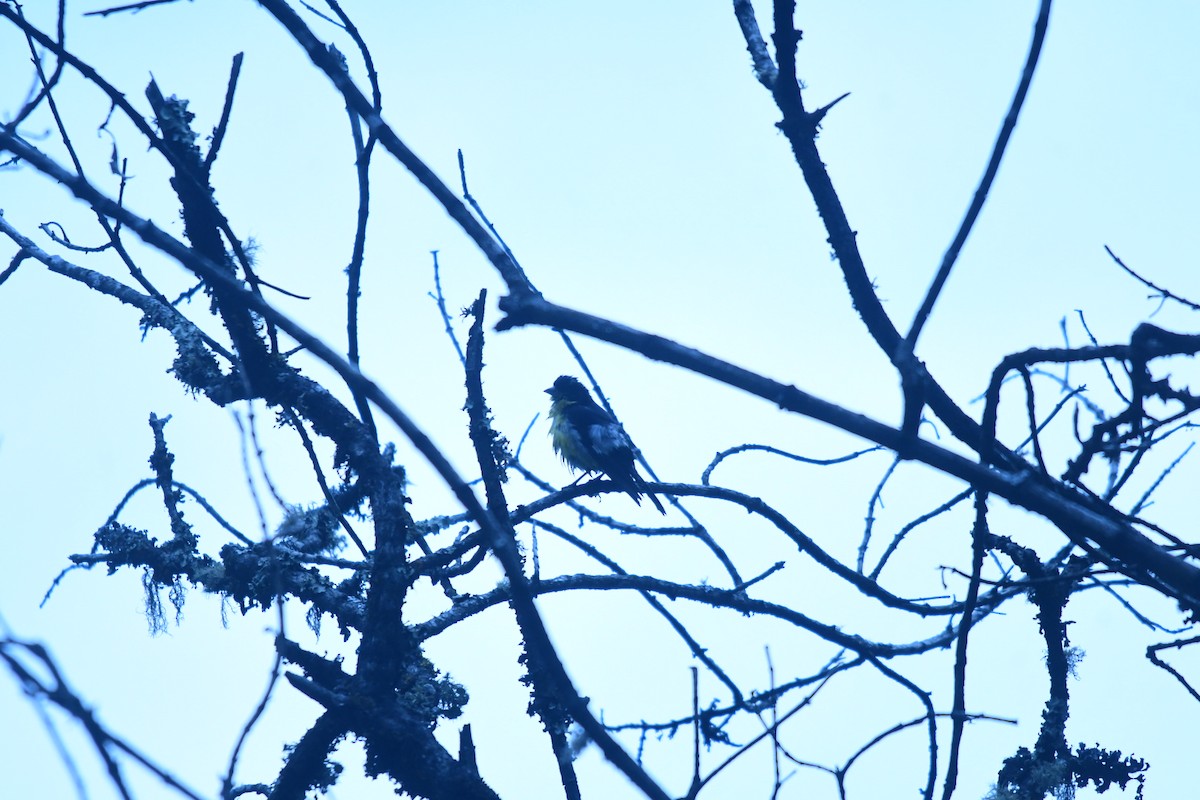 Hooded Grosbeak - ML644631988
