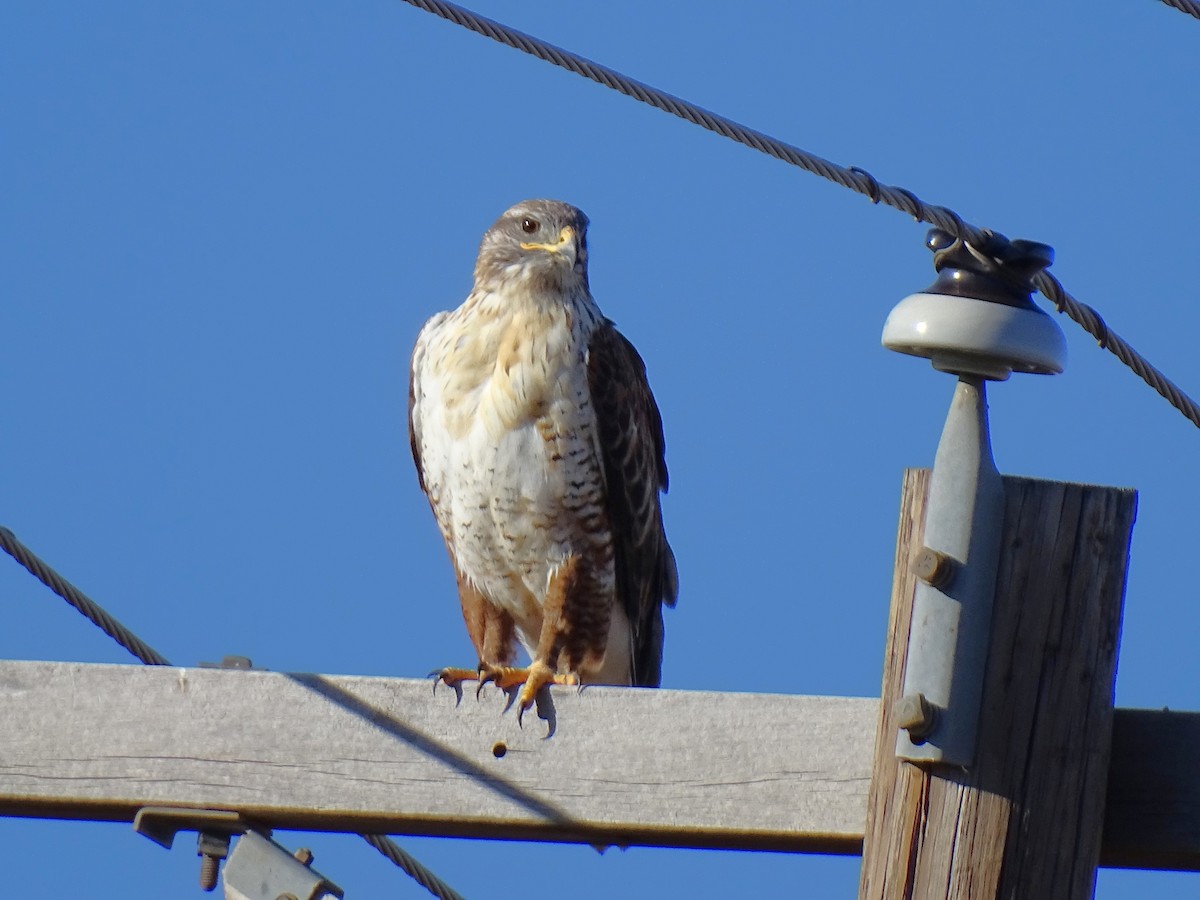 Ferruginous Hawk - ML644631989