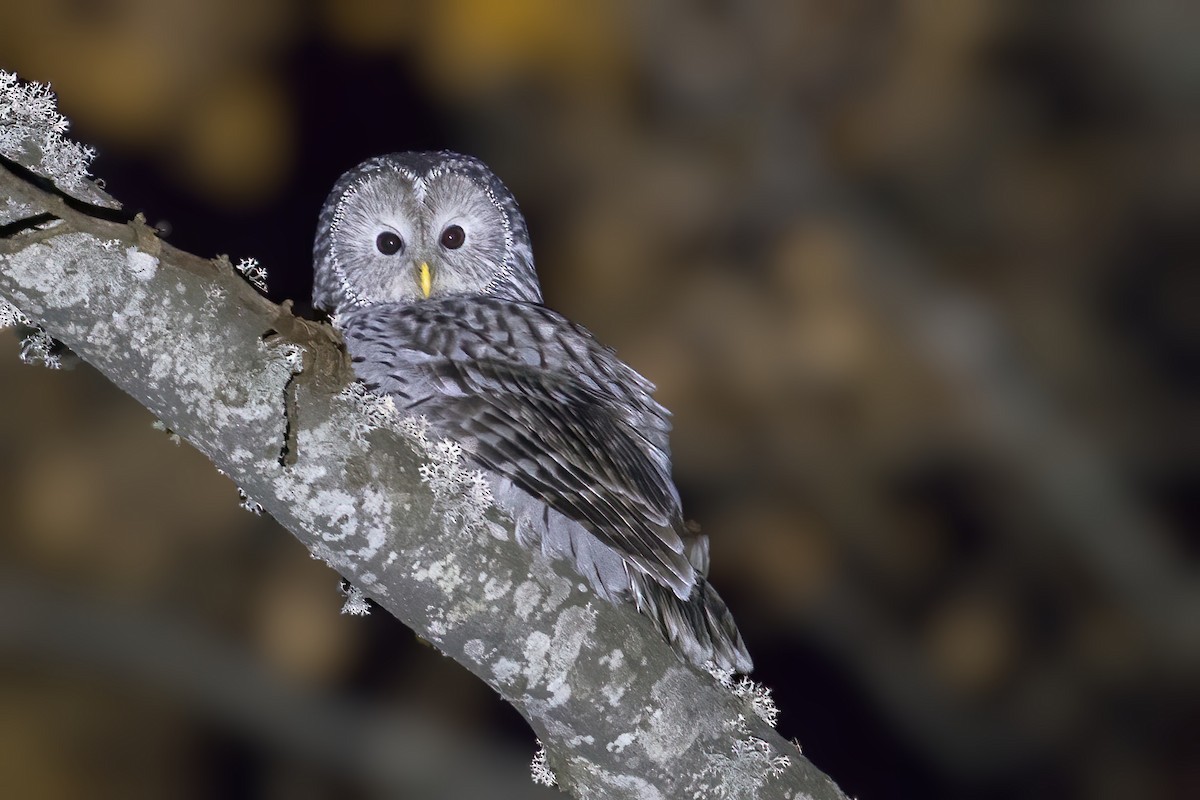 Ural Owl - ML644631990
