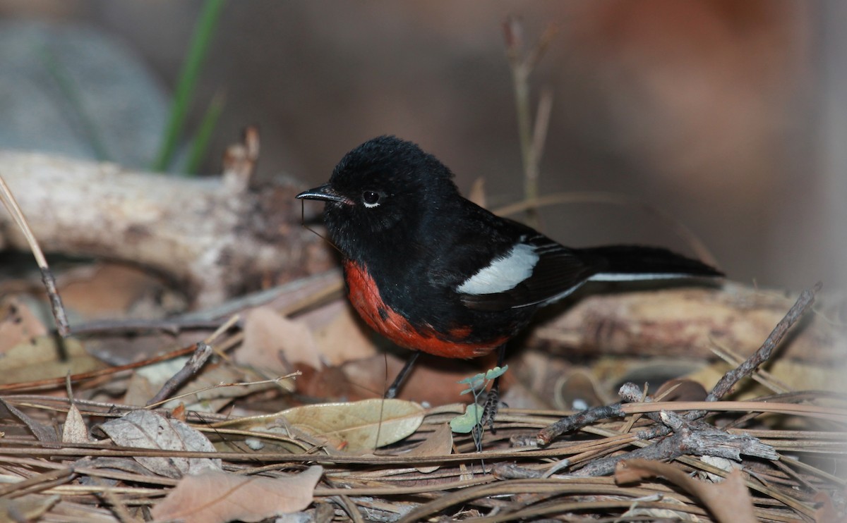 Painted Redstart - ML644631992