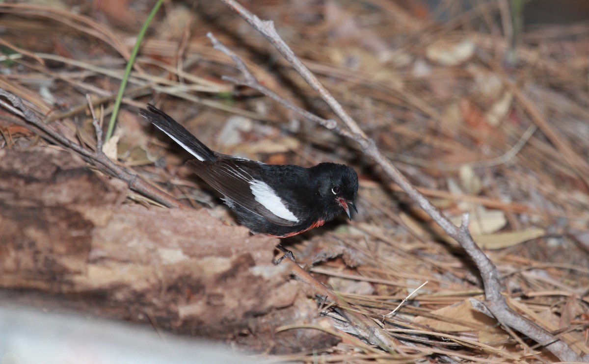 Painted Redstart - ML644631993