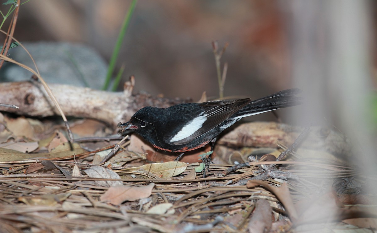 Painted Redstart - ML644631994